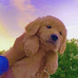 Meet your Posher, Sachi